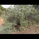 Australian sandalwood